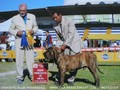 In Memorian - Fila Brasileiro Tigrado - Canil Singular - Podiuns